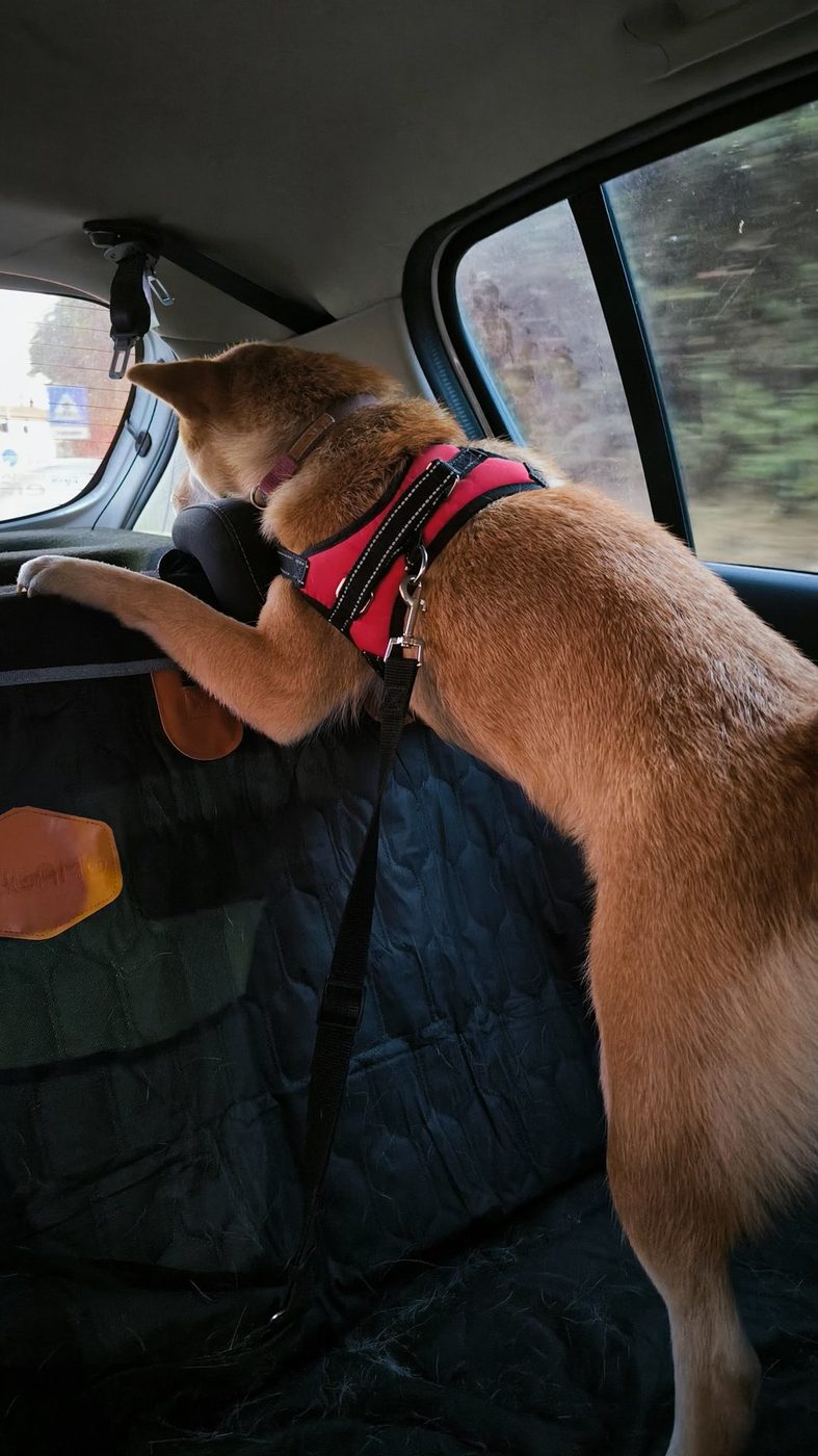 Il nostro cane in viaggio